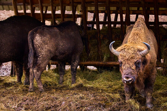 Bison from a reservation in Romania (Endangered animals) Carpathian bison.