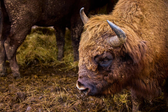 Bison from a reservation in Romania (Endangered animals) Carpathian bison.