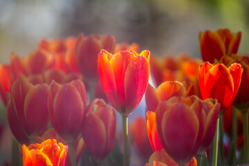 A mesmerizingly beautiful winter tulip flower.