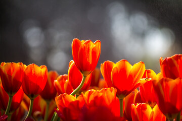 A mesmerizingly beautiful winter tulip flower.