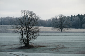 trees with no leaves in autumn on a farming field on a cloudy grey day