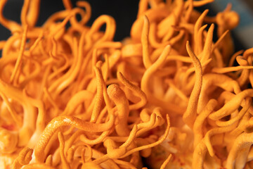 Cordyceps Treatment with Adenosine. Fresh Cordyceps Cordycepin