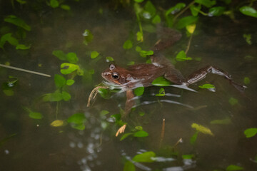 small red frog swimming in a pond with the head out of the water