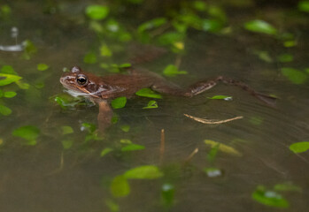 small red frog swimming in a pond with the head out of the water