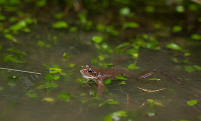 small red frog swimming in a pond with the head out of the water