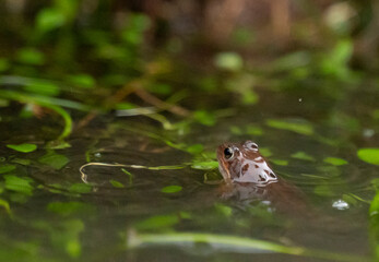 small red frog in a pond with the head out of the water