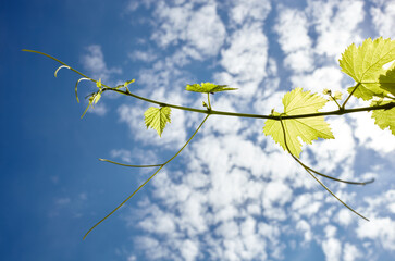 Grapes leaves in a vineyard in rays of sunlight against the sky background. Blurred image, selective focus