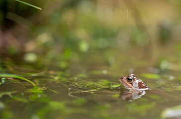 small red frog swimming in a pond with the head out of the water