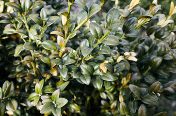 Close-up of evergreen bush boxwood in the garden. Boxwood wall in natural conditions. Family name Buxaceae, Scientific name Buxus. Selective focus with shallow depth of field - obrazy, fototapety, plakaty