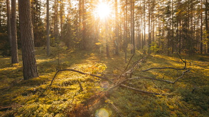 Europe. Forest , . Beautiful Sunset Sun Sunshine In Sunny Autumn Coniferous Forest. Sunlight Sunrays Shine Through Woods In Forest Landscape. View Of Fallen Tree Trunk. 4K
