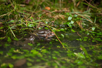 two frogs mating in the water in a pond