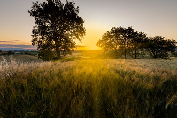 Fototapeta na wymiar Tuscany - Landscape panorama, hills and trees, at dawn with sunbeams Tuscany - Italy