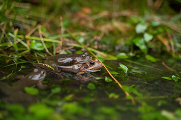 two frogs mating in the water in a pond