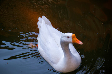 可愛いガチョウ