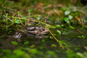 two frogs mating in the water in a pond