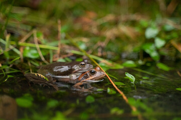 two frogs mating in the water in a pond