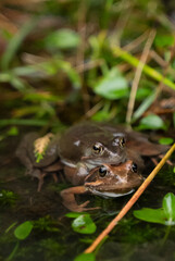 two frogs mating in the water in a pond