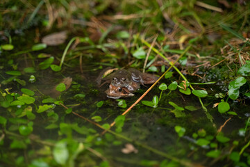two frogs mating in the water in a pond