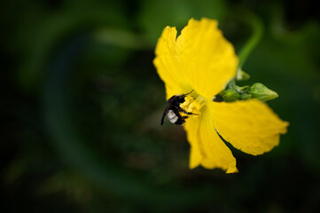 The Bee