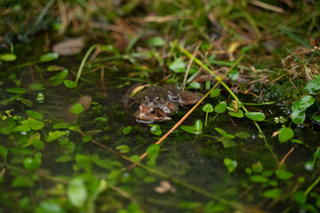 two frogs mating in the water in a pond