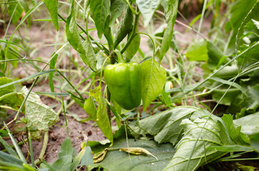 Obraz premium Green peppers grows in the garden. Growing fresh vegetables at farm