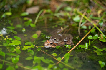 Obraz premium two frogs mating in the water in a pond