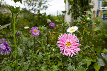 Aster flowers in the garden. A bush of beautiful plant in summer light. Beautiful summer or autumn blooming aster. Family name Asteraceae, Scientific name Aster. Selective focus, blurred background