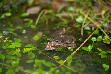 two frogs mating in the water in a pond