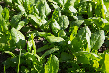 spinach (Spinacia oleracea) plant crops with green leaves in vegetable patch seedbed plantation soil close up