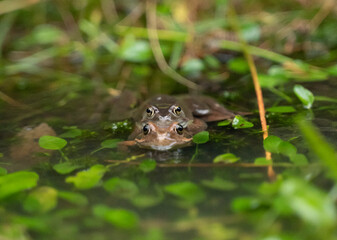 two frogs mating in the water in a pond