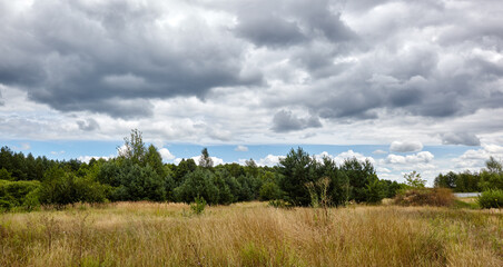 Obraz premium Panoramic photo of dense forest against the sky and meadows. Beautiful landscape of a row of trees and blue sky background