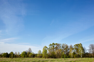 Obraz premium Forest against the sky and meadows. Beautiful landscape of a row of trees and blue sky background