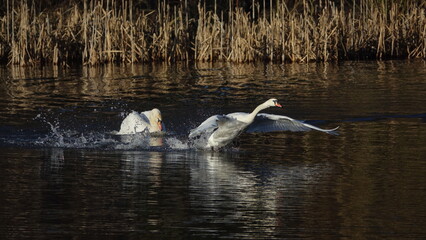 mute swans (Cygnus olor) having a dispute on pond, winter in UK