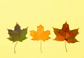Naklejka na ściany i meble Maple autumn leaves. Thanksgiving background