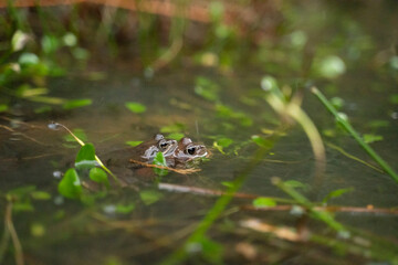 two frogs mating in the water in a pond