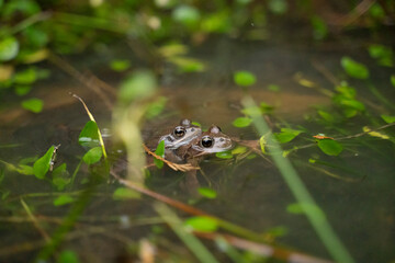 two frogs mating in the water in a pond