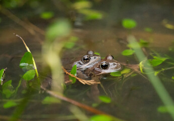 two frogs mating in the water in a pond
