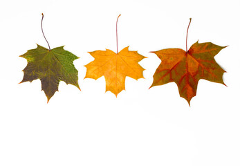 Fototapeta premium Maple autumn leaves. Thanksgiving background