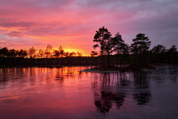 frozen swamp lake in autumn sunset  colorful sky covered with ice and grass in foreground and pine trees