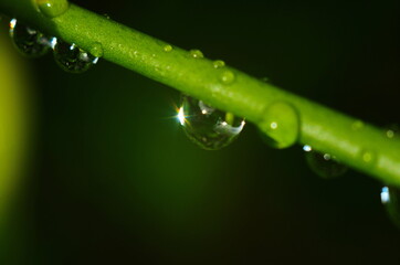 Abstract green background. Close-up of a drop of water on a branch of a juniper. Bokeh with light...