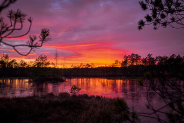 Obraz premium frozen swamp lake in autumn sunset colorful sky covered with ice and grass in foreground and pine trees