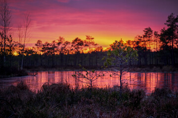 frozen swamp lake in autumn sunset  colorful sky covered with ice and grass in foreground and pine trees