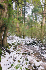  Winter Yaskuhima forest in Kyusyu Japan(World Heritage in Japan)