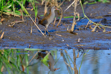 Wasserralle am Morgen im Herbst bei der Jagd in der Oberlausitz	