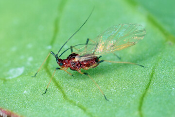 Red aphid on a leaf. Aphids are the most dangerous pests of various crops - agricultural, horticultural, ornamental, herbs and other.