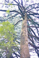Fototapeta premium Winter Yaskuhima forest in Kyusyu Japan(World Heritage in Japan)