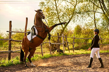 A horse rider girl is training a horse. The horse stood on its hind legs
