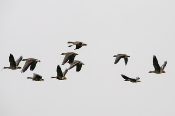 Vogelflug - Flugbild von Graugänsen vor bedecktem Himmel, 