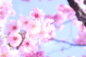 Naklejka premium pink cherry blossom