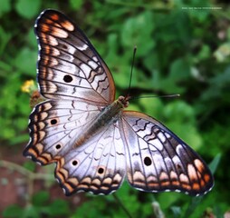 Borboleta